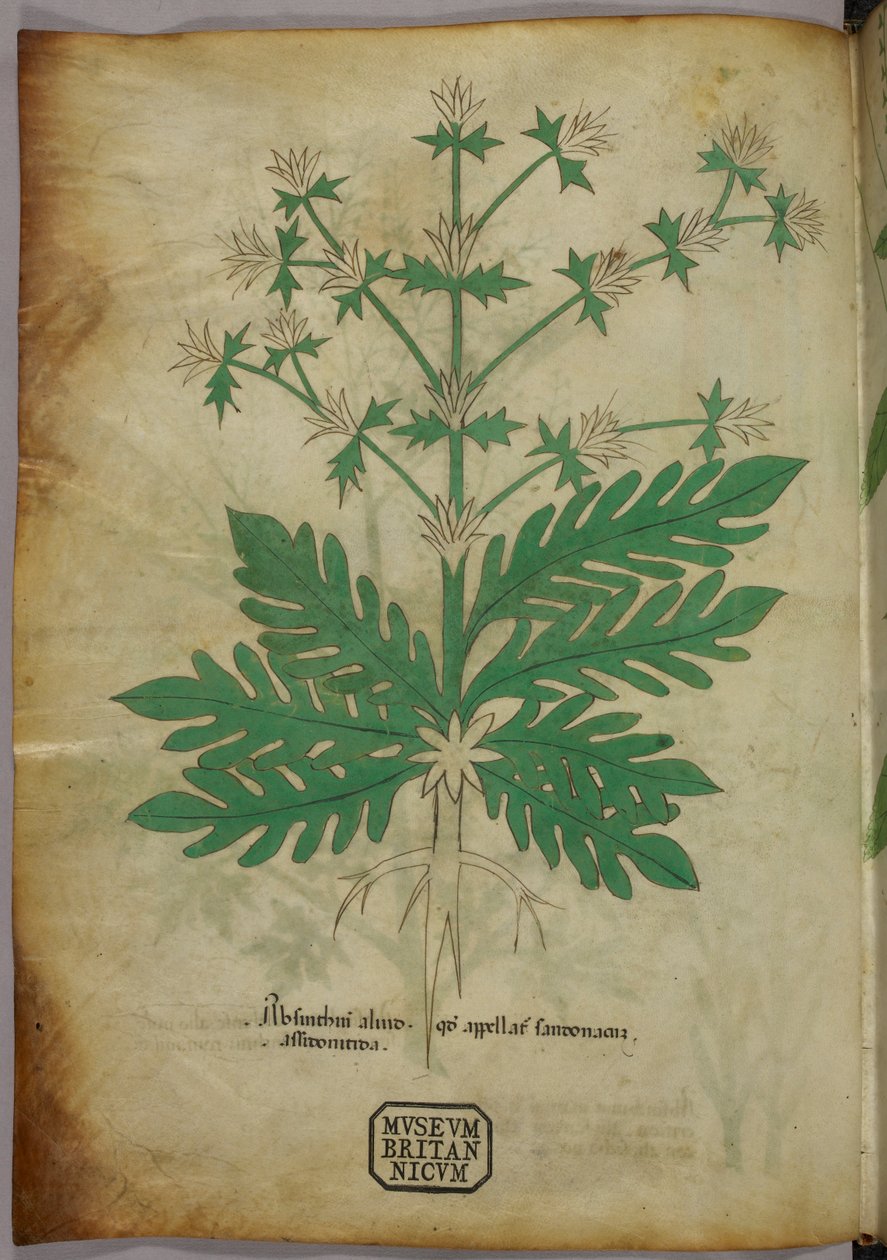 Botanisk illustration, ca. 1440 (blæk og farve på pergament) af Italian School