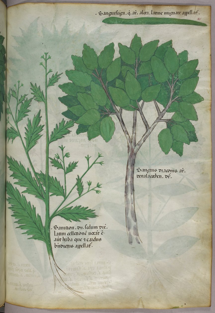 Botanisk illustration, ca. 1440 (blæk og farve på pergament) af Italian School