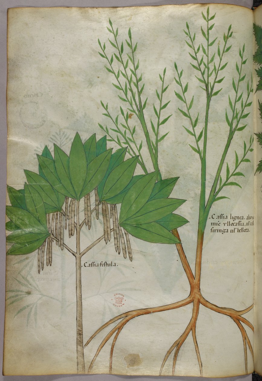 Botanisk illustration, ca. 1440 (blæk og farve på pergament) af Italian School