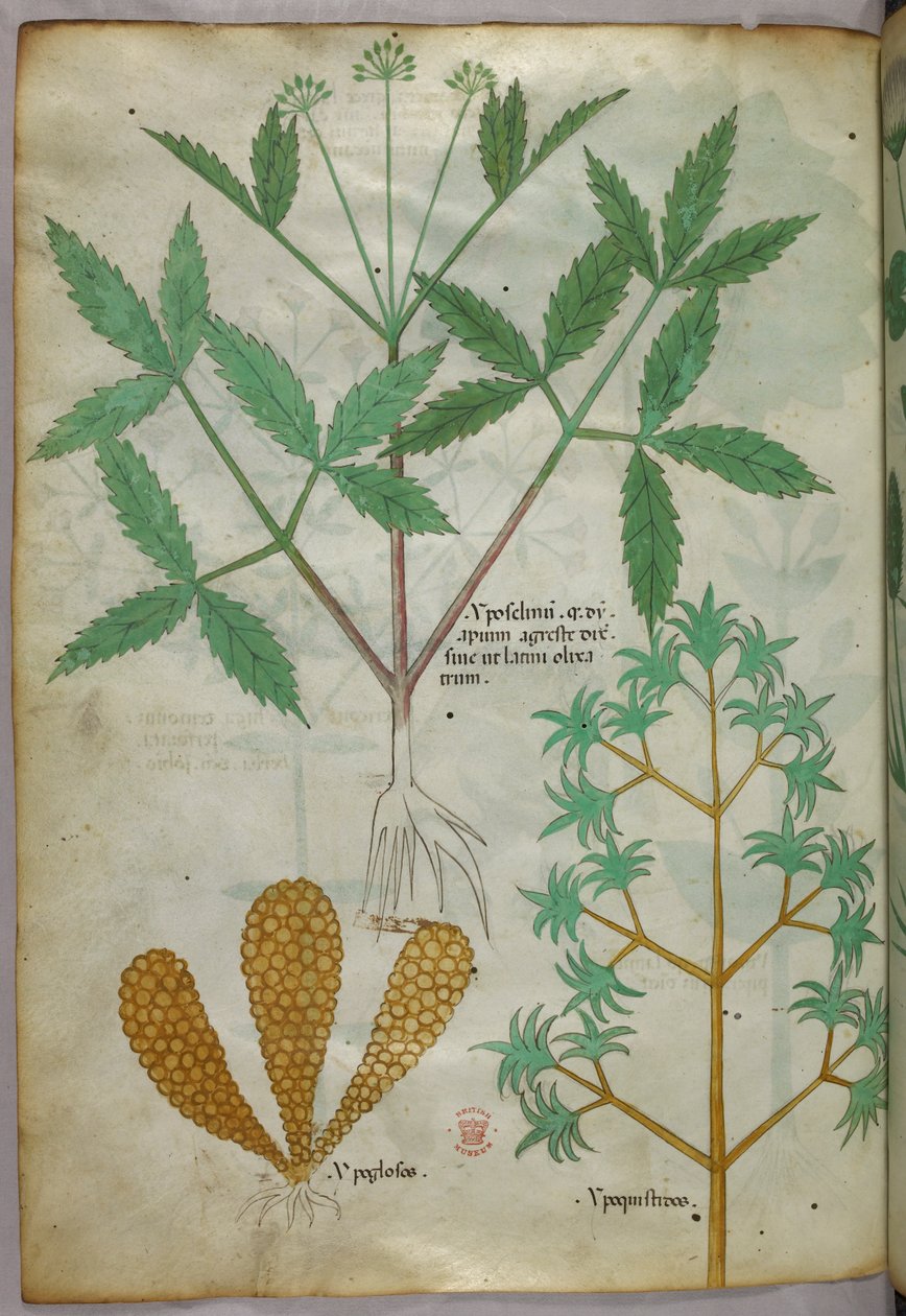 Botanisk illustration, ca. 1440 (blæk og farve på pergament) af Italian School
