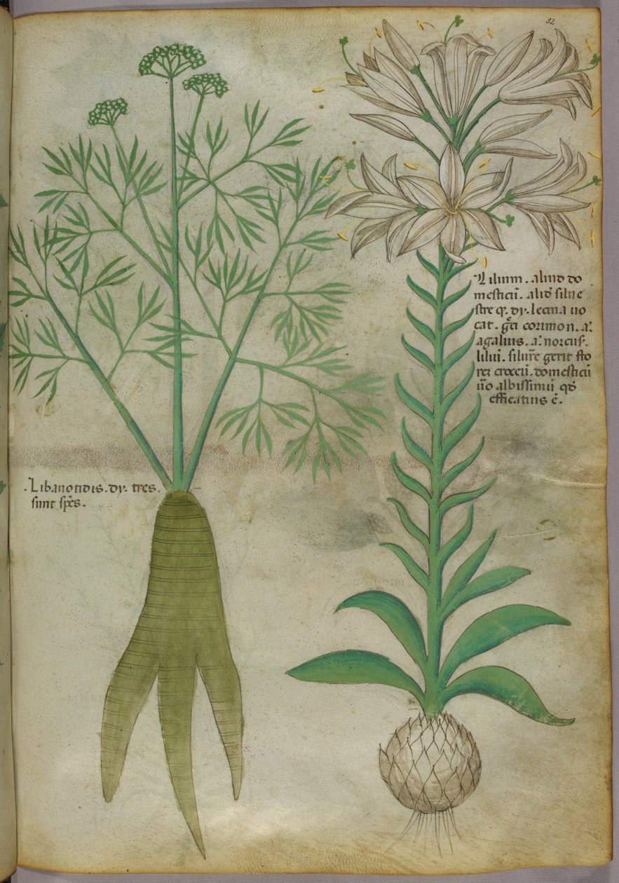 Botanisk illustration, ca. 1440 (blæk og farve på pergament) af Italian School
