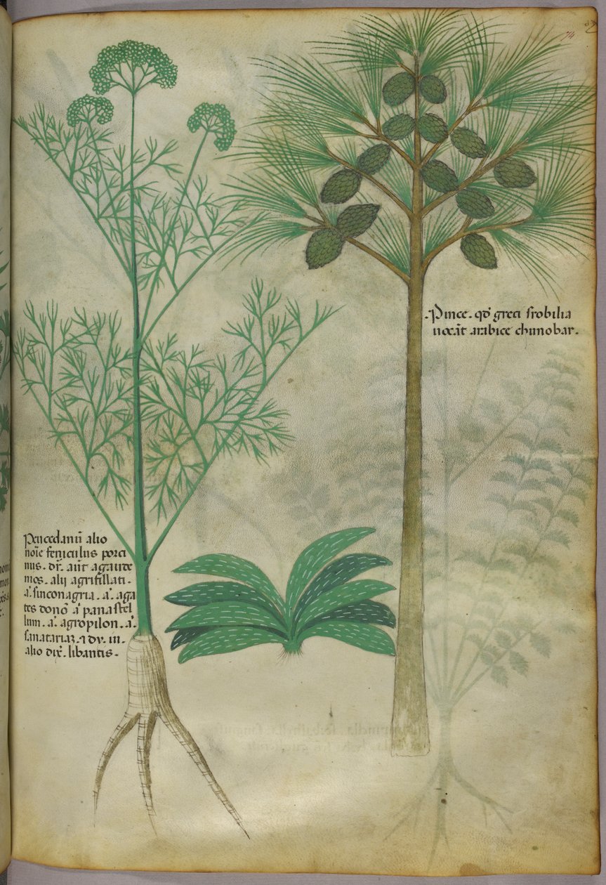 Botanisk illustration, ca. 1440 (blæk og farve på pergament) af Italian School