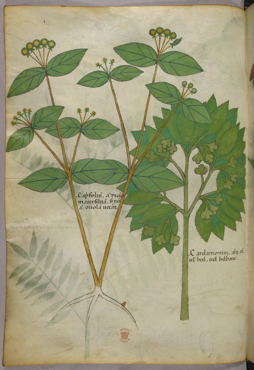 Botanisk illustration, ca. 1440 (blæk og farve på pergament) af Italian School