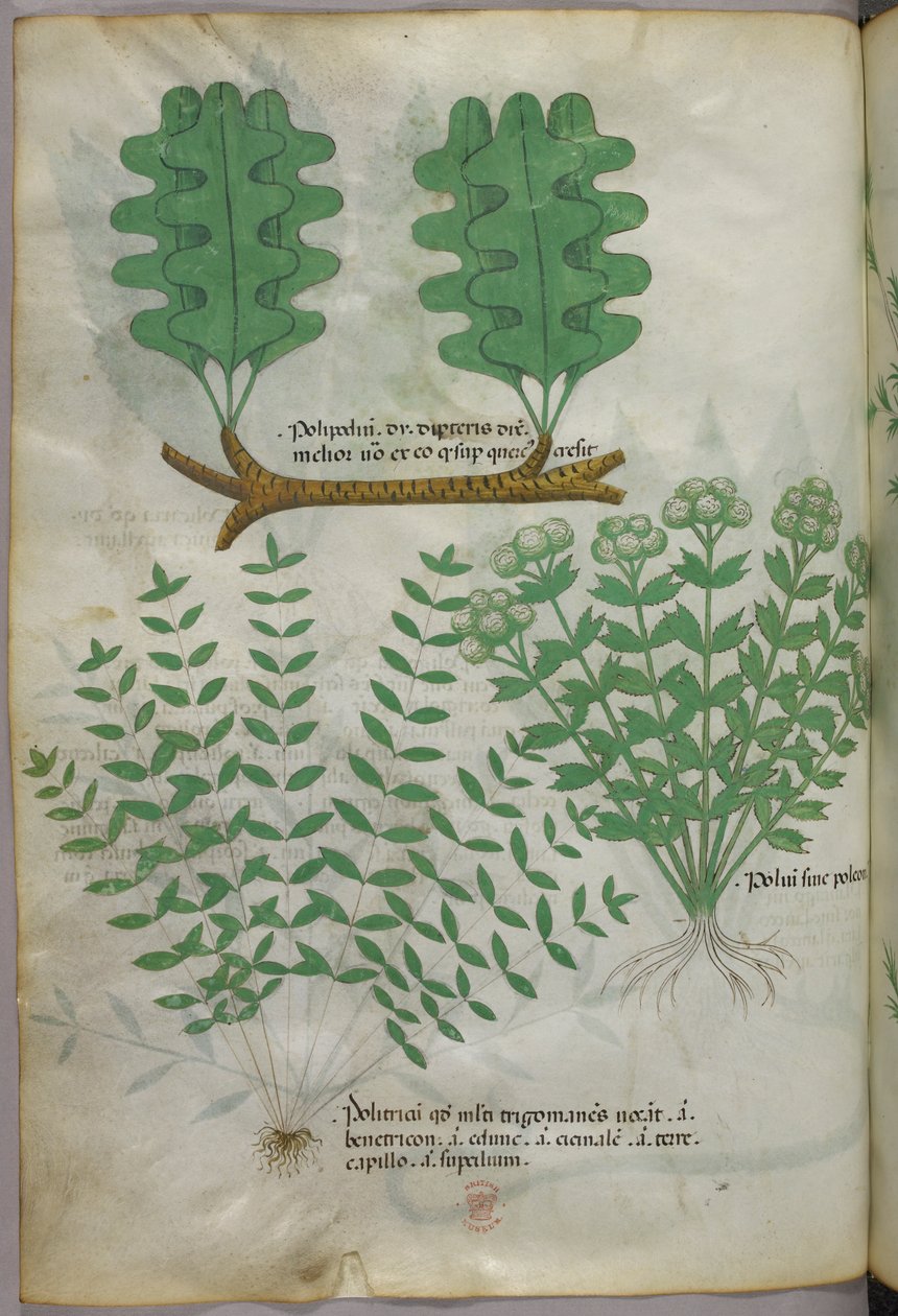 Botanisk illustration, ca. 1440 (blæk og farve på pergament) af Italian School