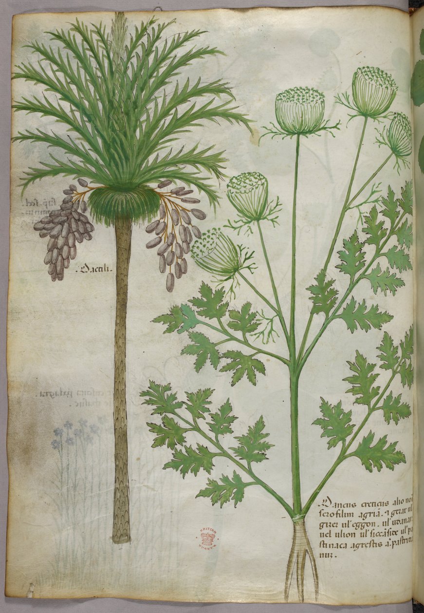 Botanisk illustration, ca. 1440 (blæk og farve på pergament) af Italian School