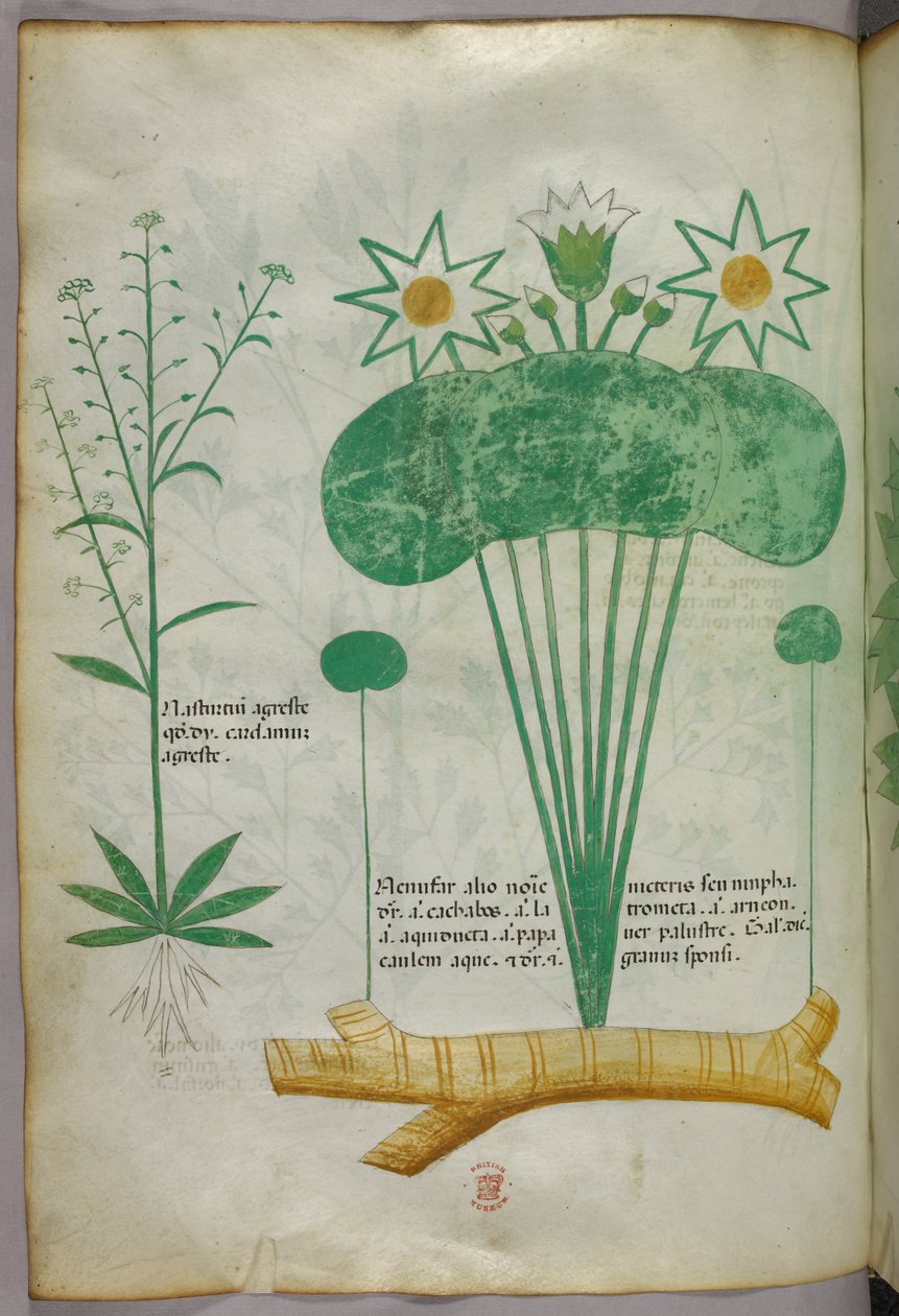 Botanisk illustration, ca. 1440 (blæk og farve på pergament) af Italian School