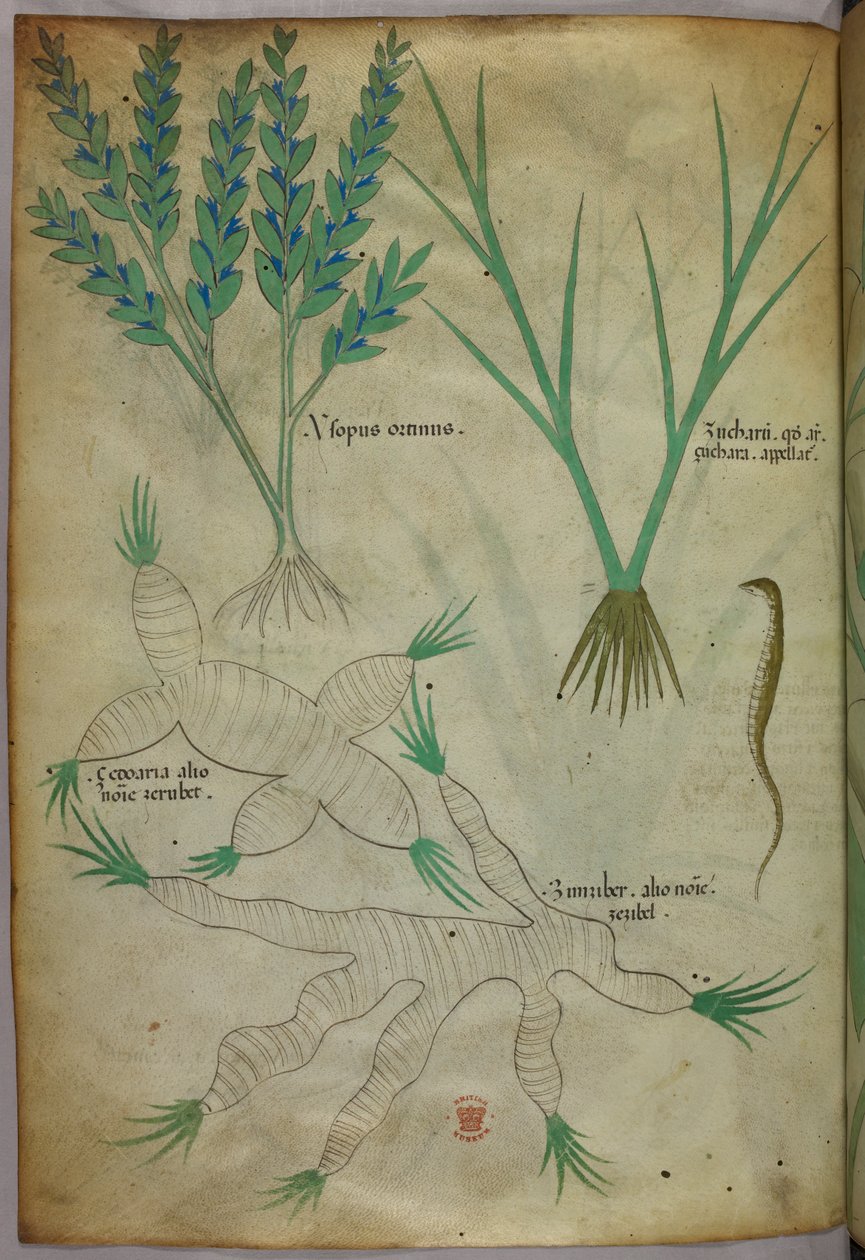Botanisk illustration, ca. 1440 (blæk og farve på pergament) af Italian School