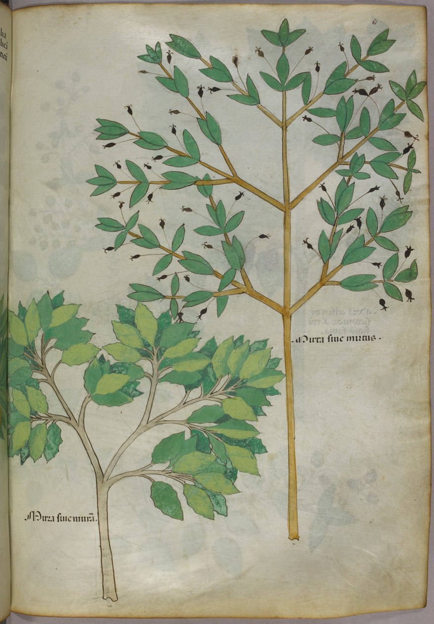 Botanisk illustration, ca. 1440 (blæk og farve på pergament) af Italian School