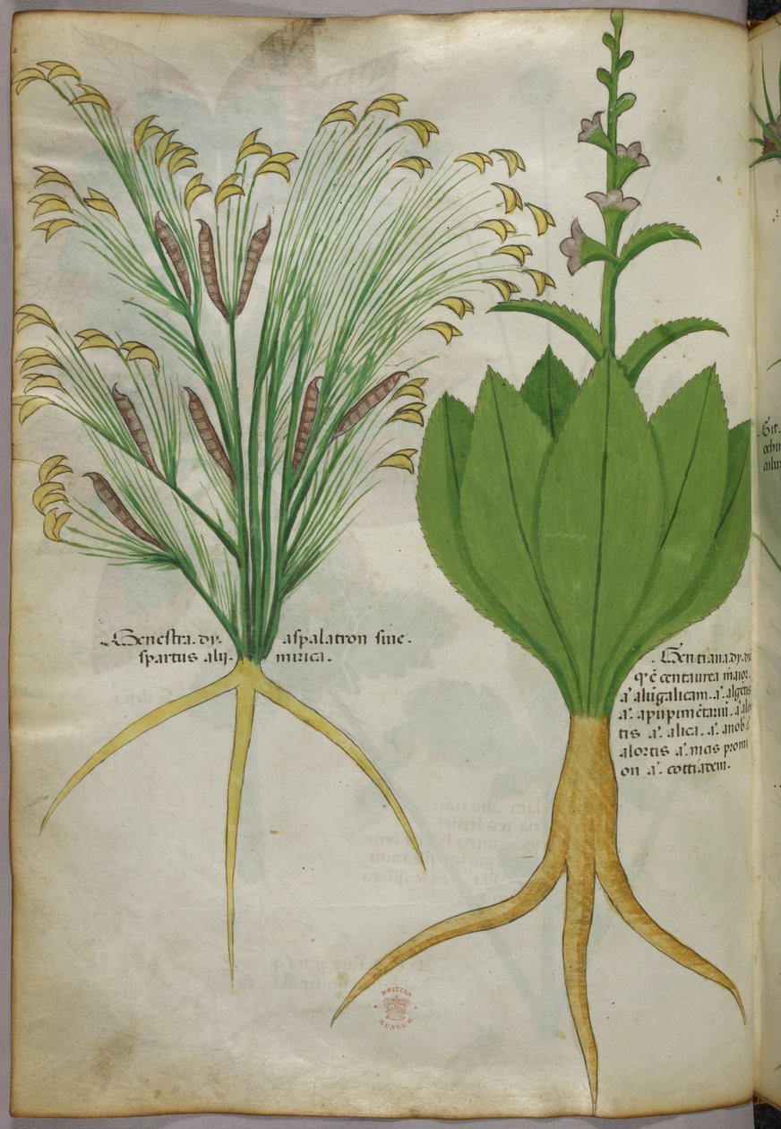 Botanisk illustration, ca. 1440 (blæk og farve på pergament) af Italian School