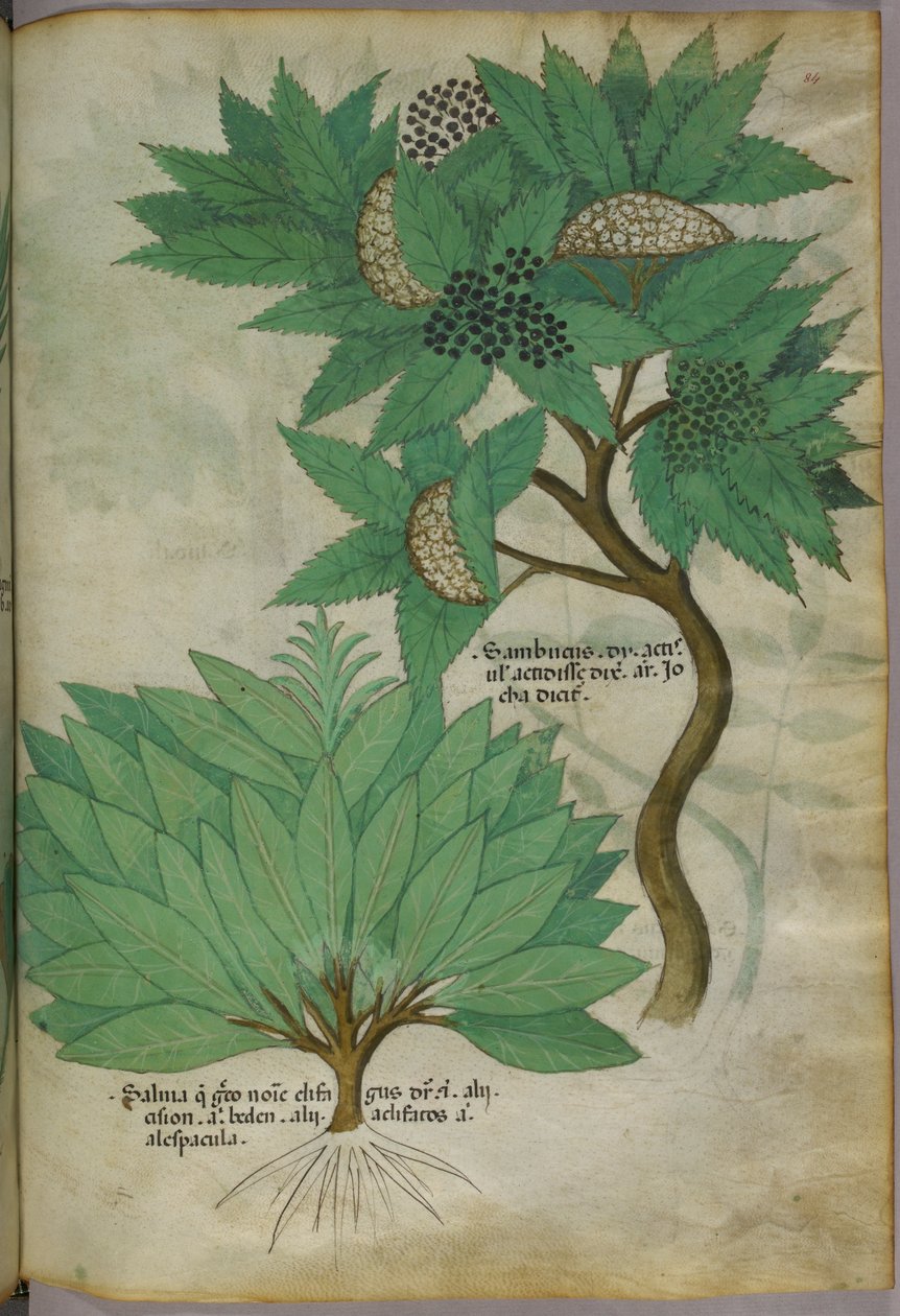 Botanisk illustration, ca. 1440 (blæk og farve på pergament) af Italian School