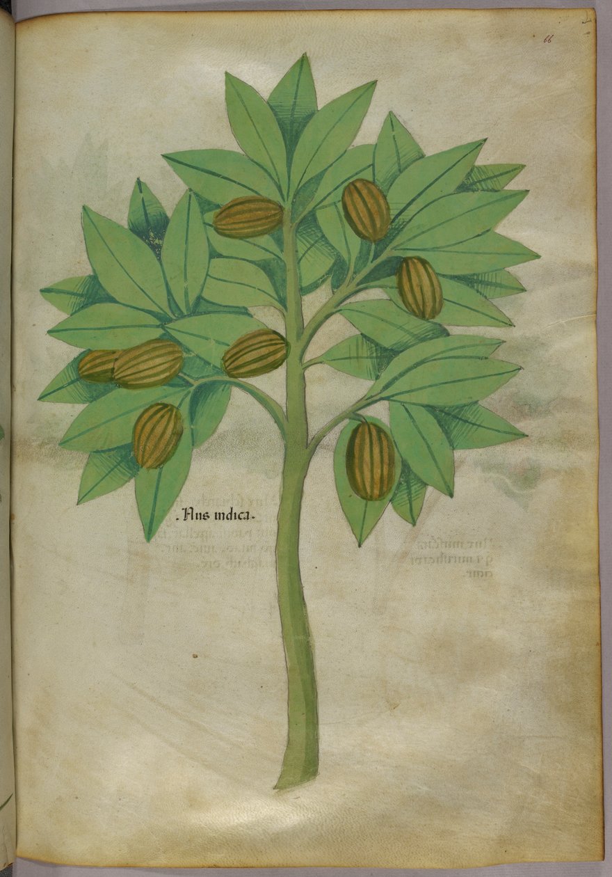 Botanisk illustration, ca. 1440 (blæk og farve på pergament) af Italian School