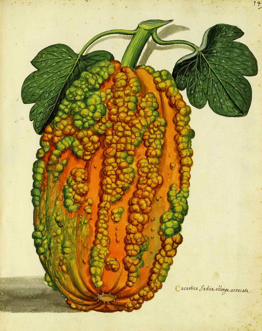 Heirloom Squash af Ulisse Aldrovandi af Italian School