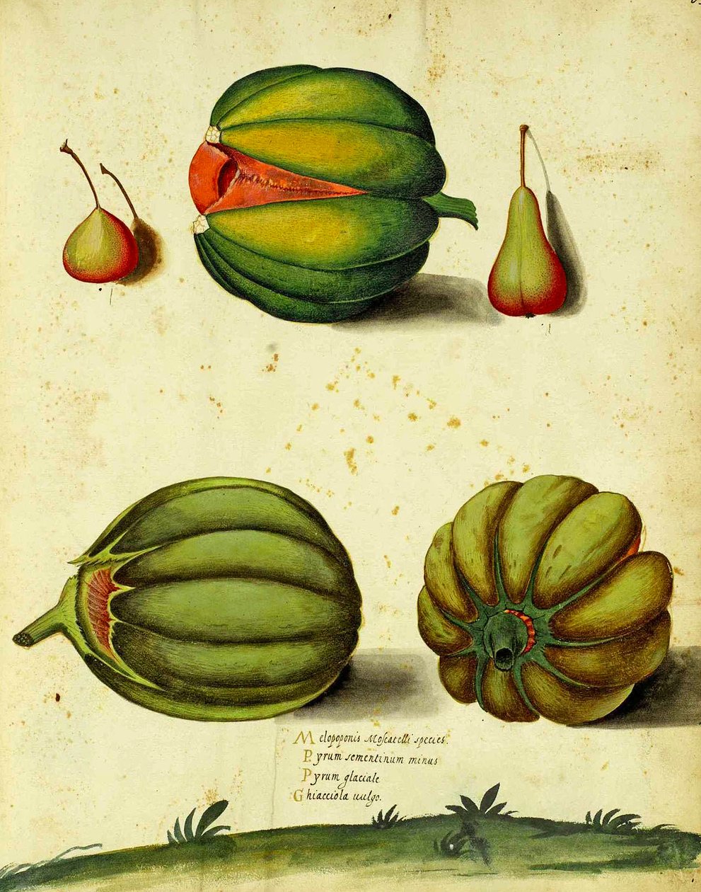 Heirloom Squash af Ulisse Aldrovandi af Italian School