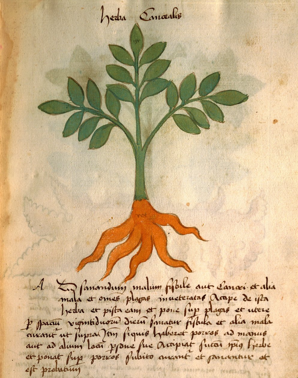 Herba Cancealis af Italian School