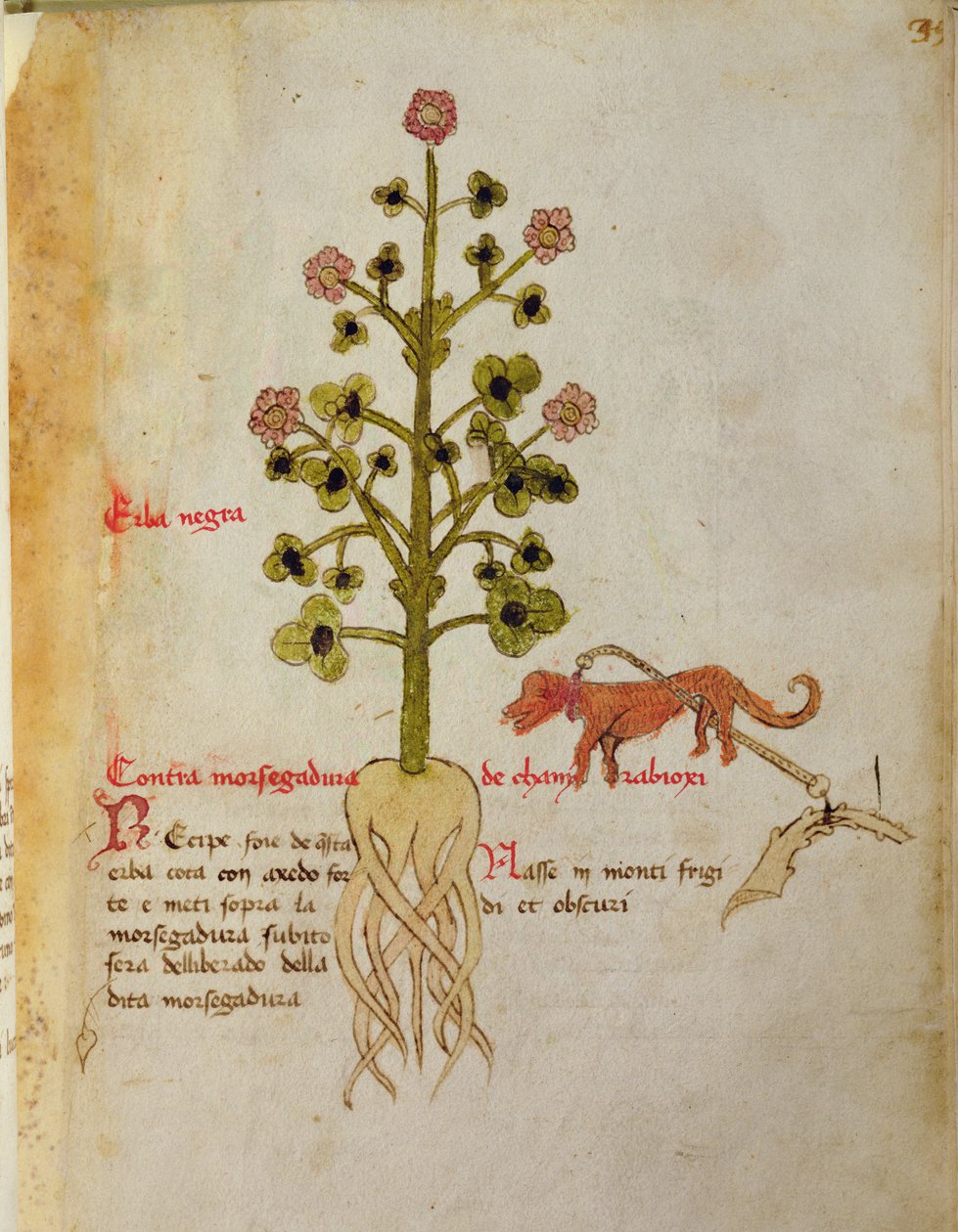 Ms 1591 Fol.38r Herba negra (vellum) af Italian School