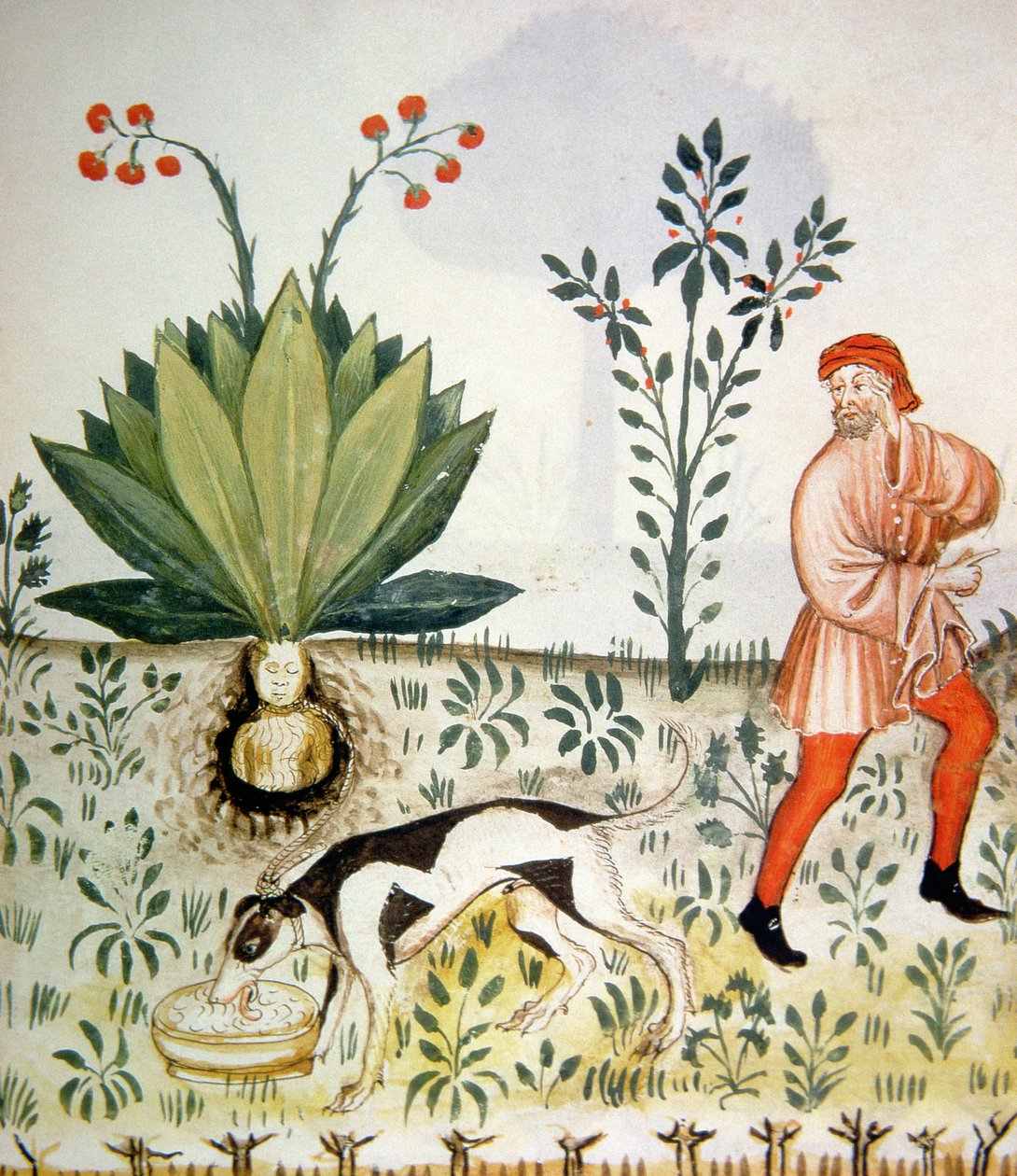 Nova 2644 fol.40r Mandrake, fra Tacuinum Sanitatis af Italian School