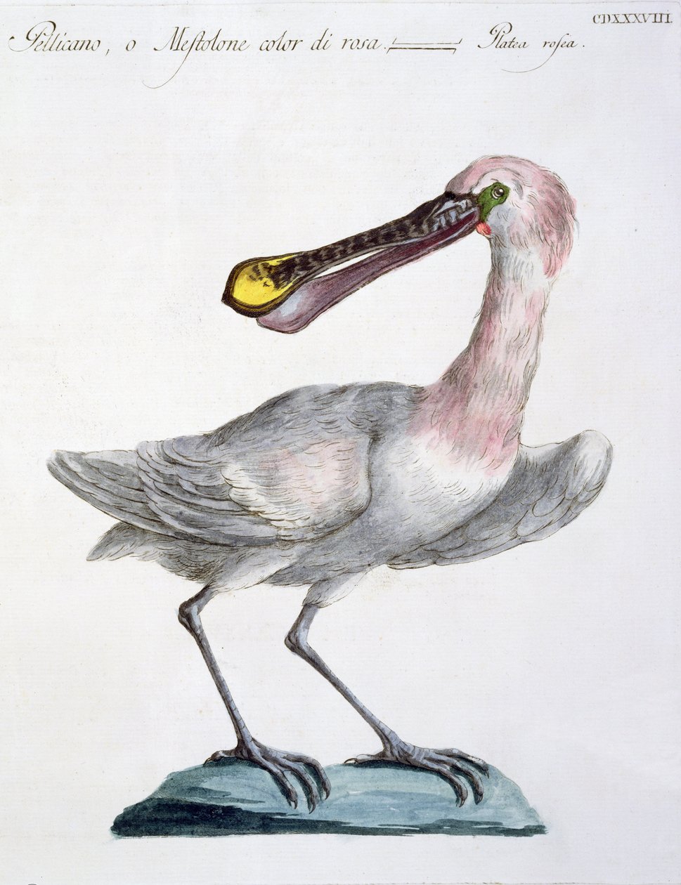 Pelican, ca. 1767-76 (håndfarvet gravering) af Italian School