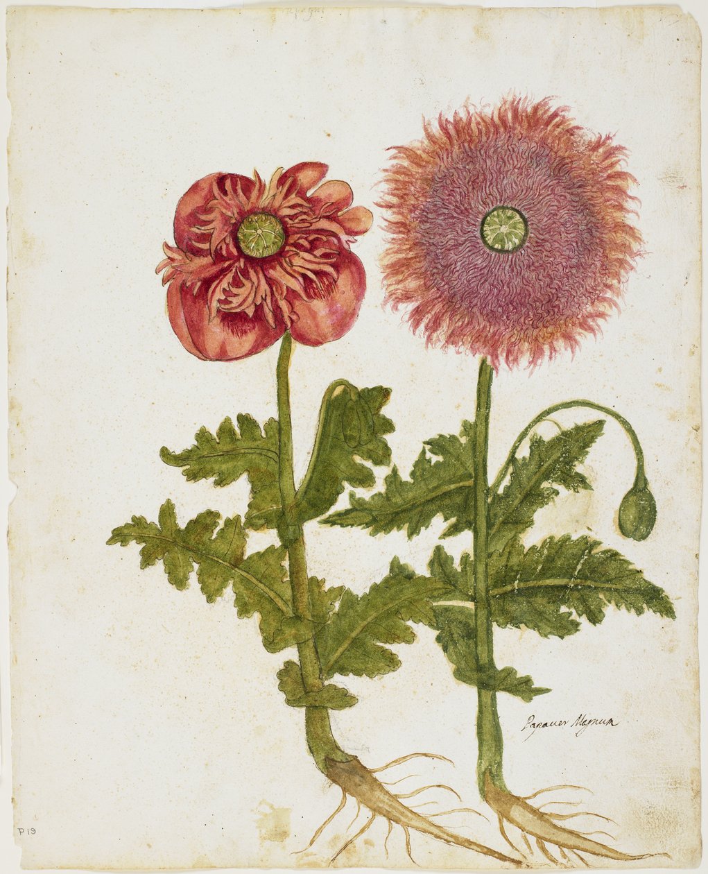 Valmuer (Papaver spp.) (wc & tempera på papir) af Italian School