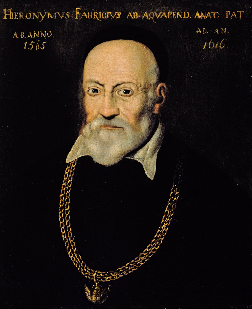 Portræt af Hieronymus Fabricius af Italian School