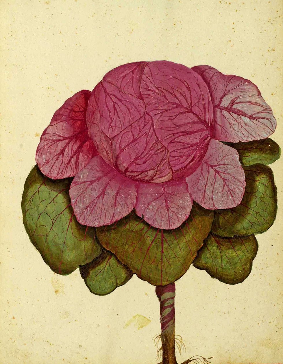Savoy of Verona Cabbage af Ulisse Aldrovandi af Italian School