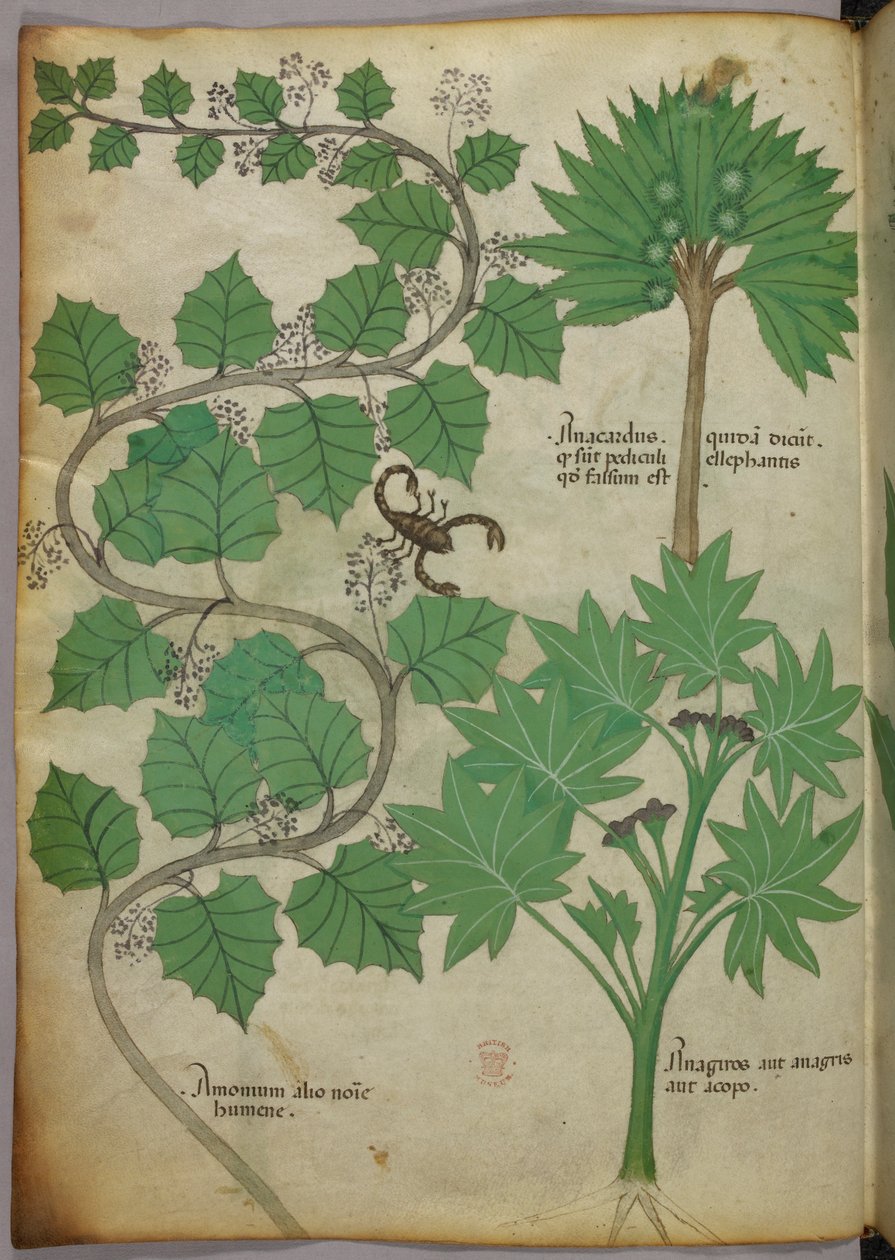 Sloane 4016 f.3v botanisk illustration, ca. 1440 (vellum) af Italian School