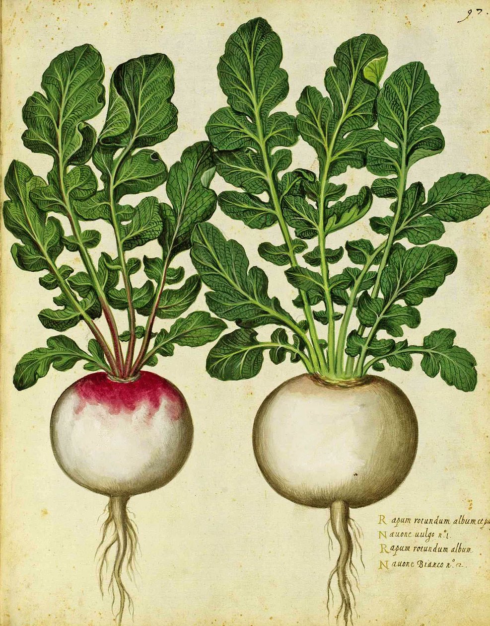 Majroe af Ulisse Aldrovandi af Italian School