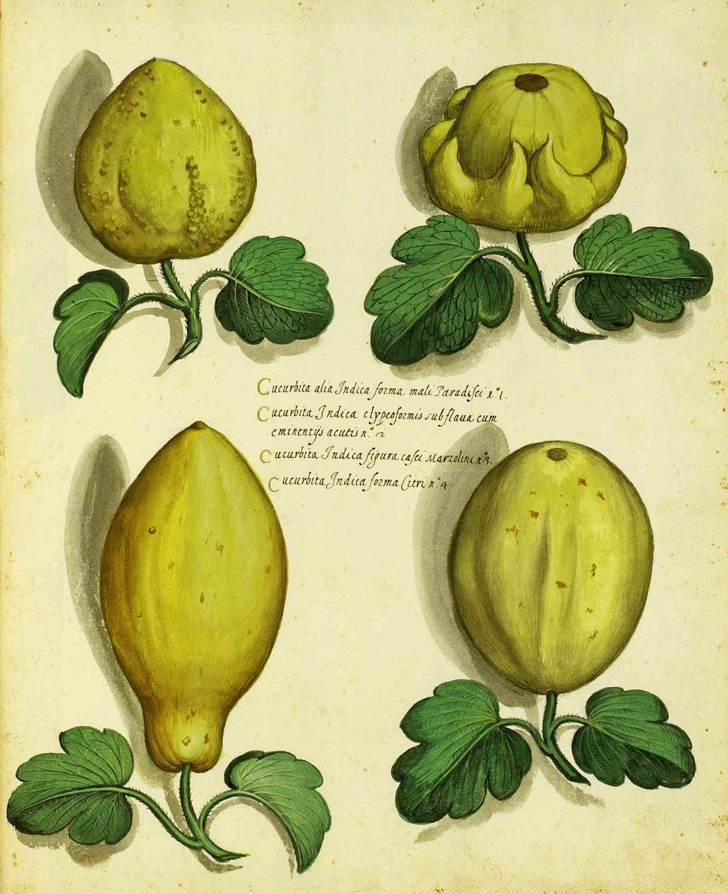 Varieties of Heirloom Squash af Ulisse Aldrovandi af Italian School