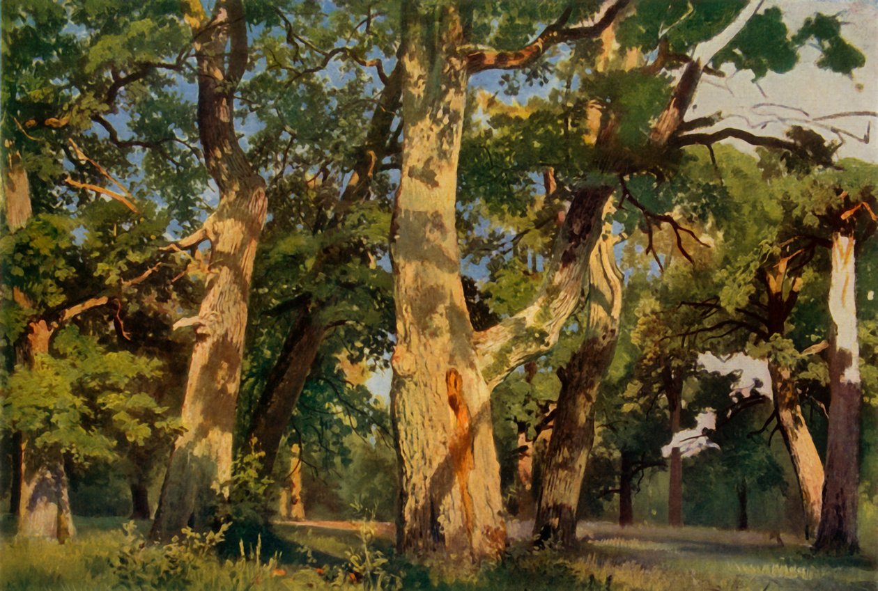 Egetræer ved Eventide, 1887, 1965. af Ivan Ivanovich Shishkin