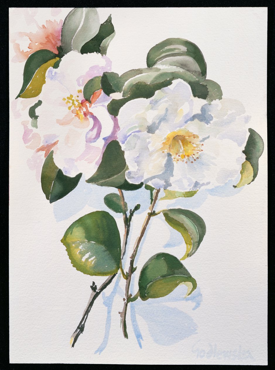 Camelia, 1998 (wc på papir) af Izabella Godlewska de Aranda