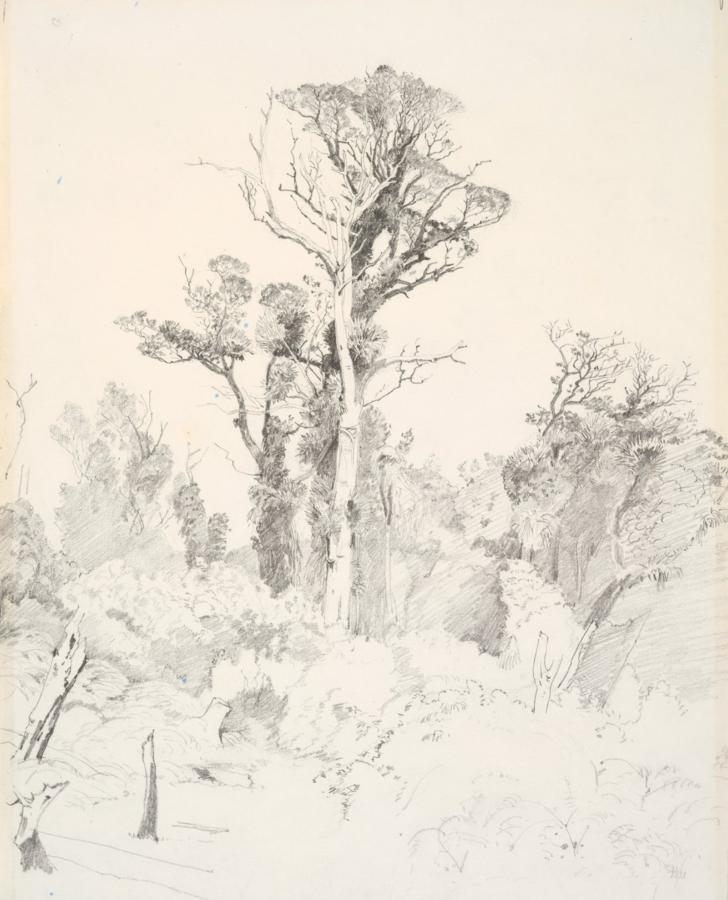 Detraliserede indfødte, Taranaki af J. C. Richmond