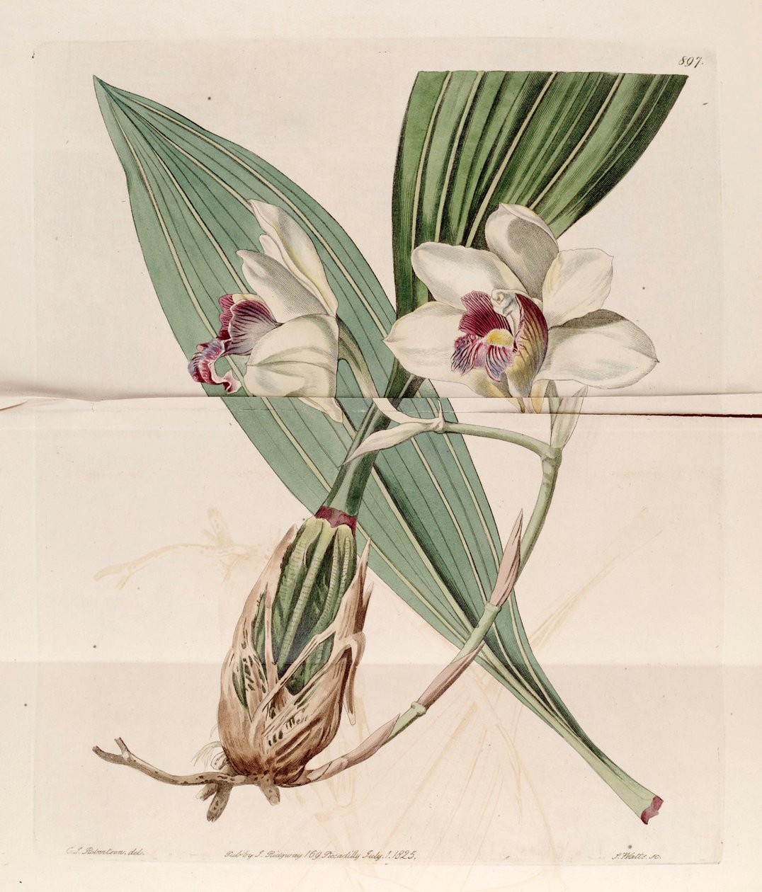Illustration af Bifrenaria harrisoniae (som syn. Maxillaria harrisoniae) af J. C. Robertson