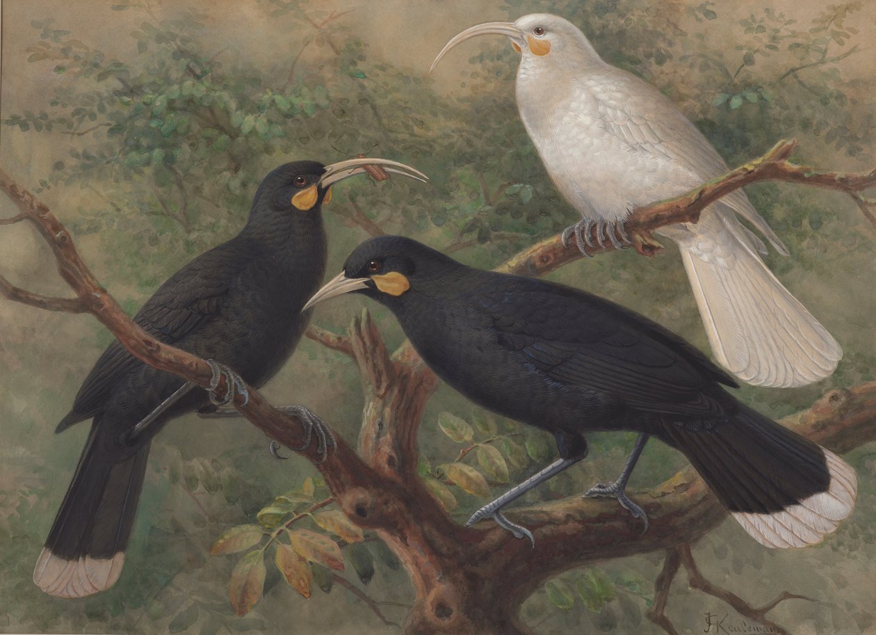 Tre Huia (Heteralocha acutirostris) af J. G. Keulemans