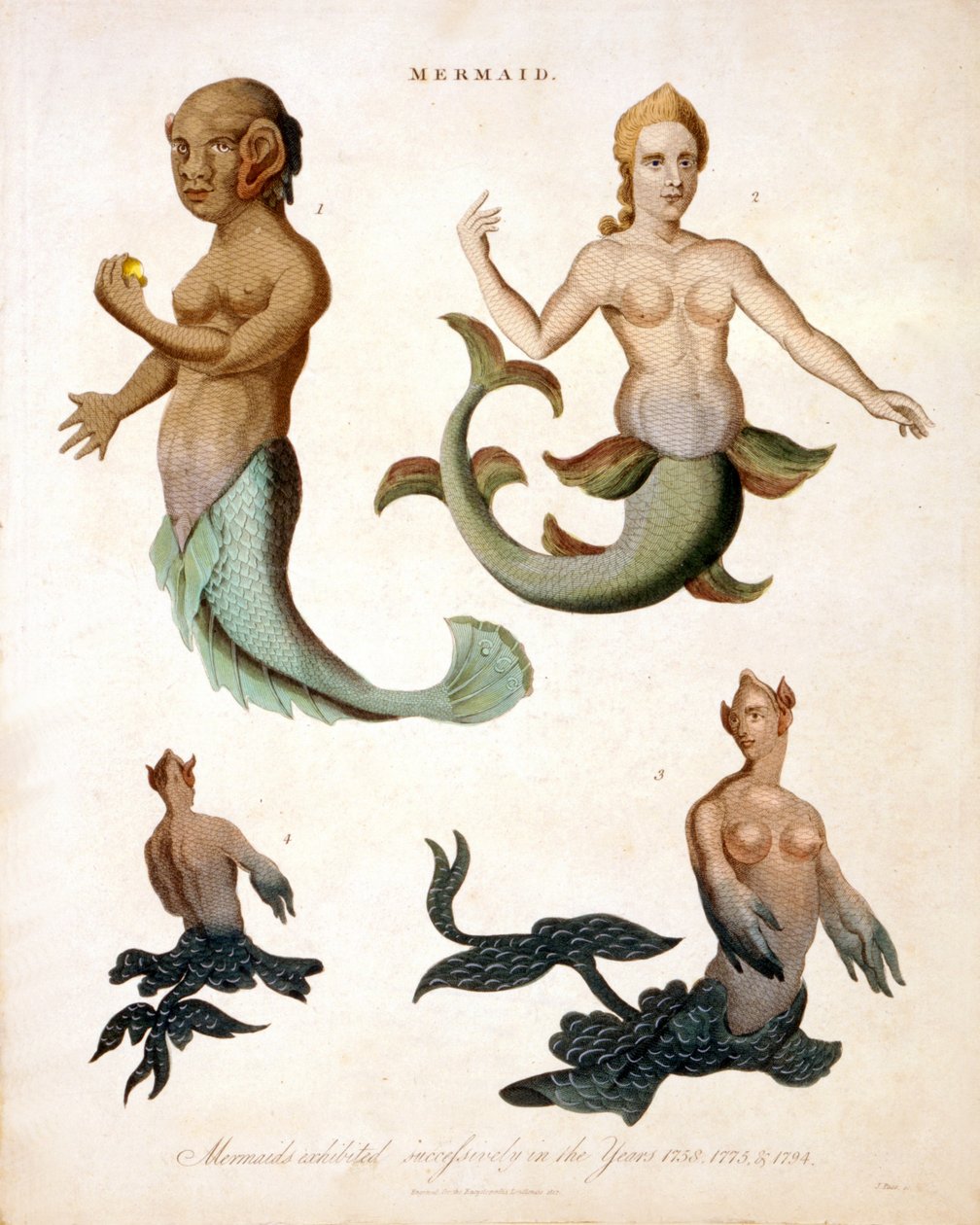 Havfrue, fra Encyclopaedia Londinensis, 1817 farvet gravering af J. Pass