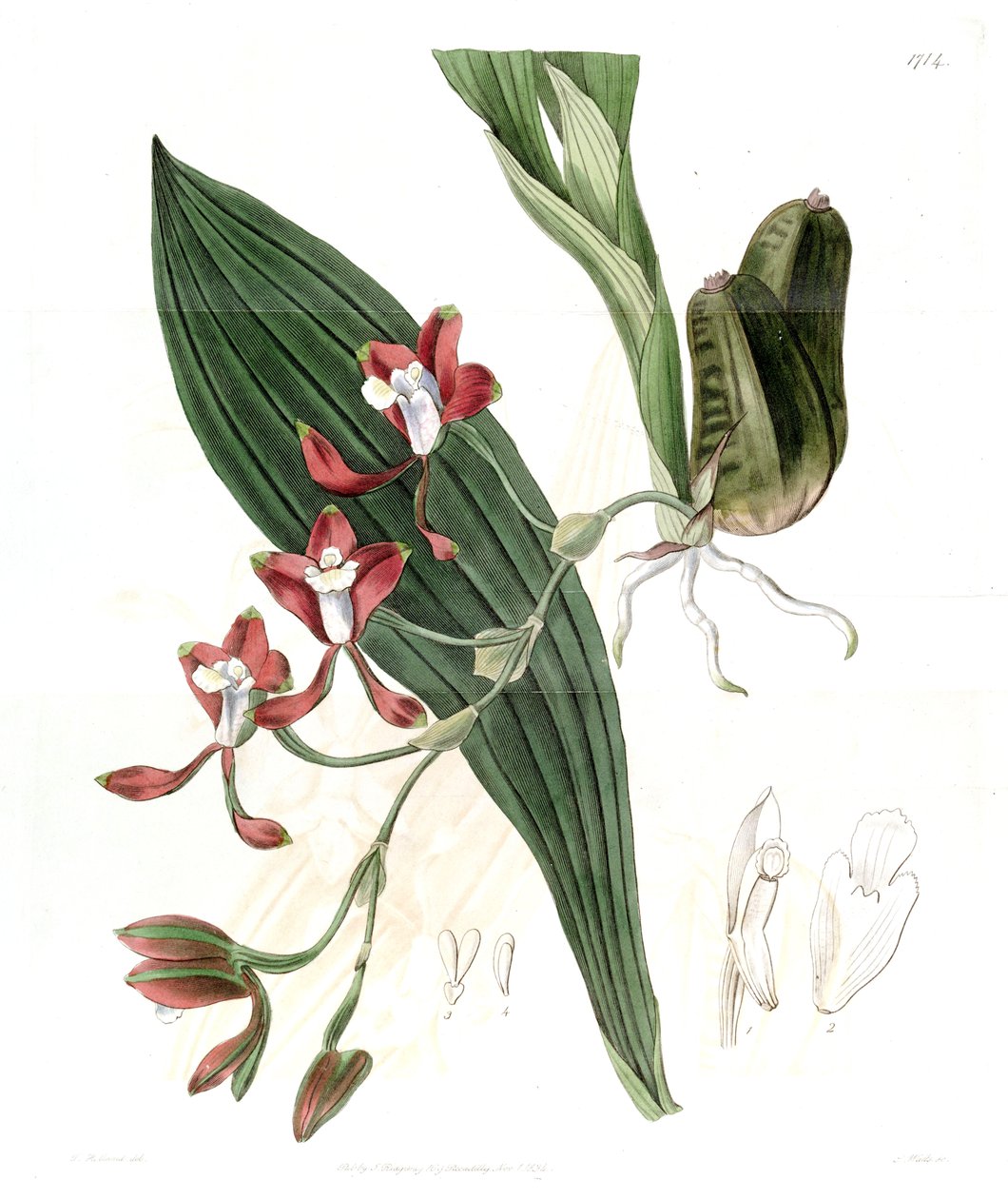 Batemannia colleyi af Jams  Watts