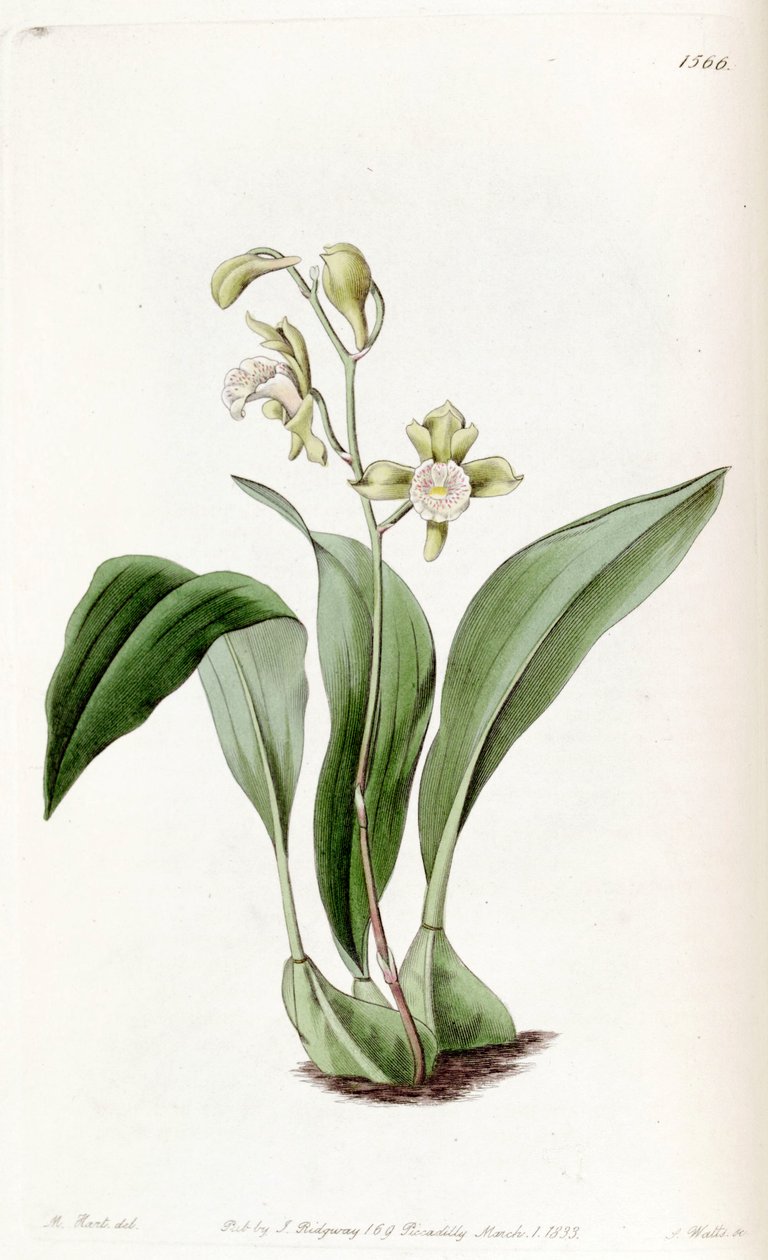 Bifrenaria racemosa (som syn. Maxillaria racemosa) af Jams  Watts