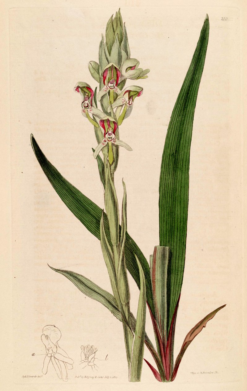 Illustration af Disa cernua (som syn. Disa prasinata) af Jams  Watts