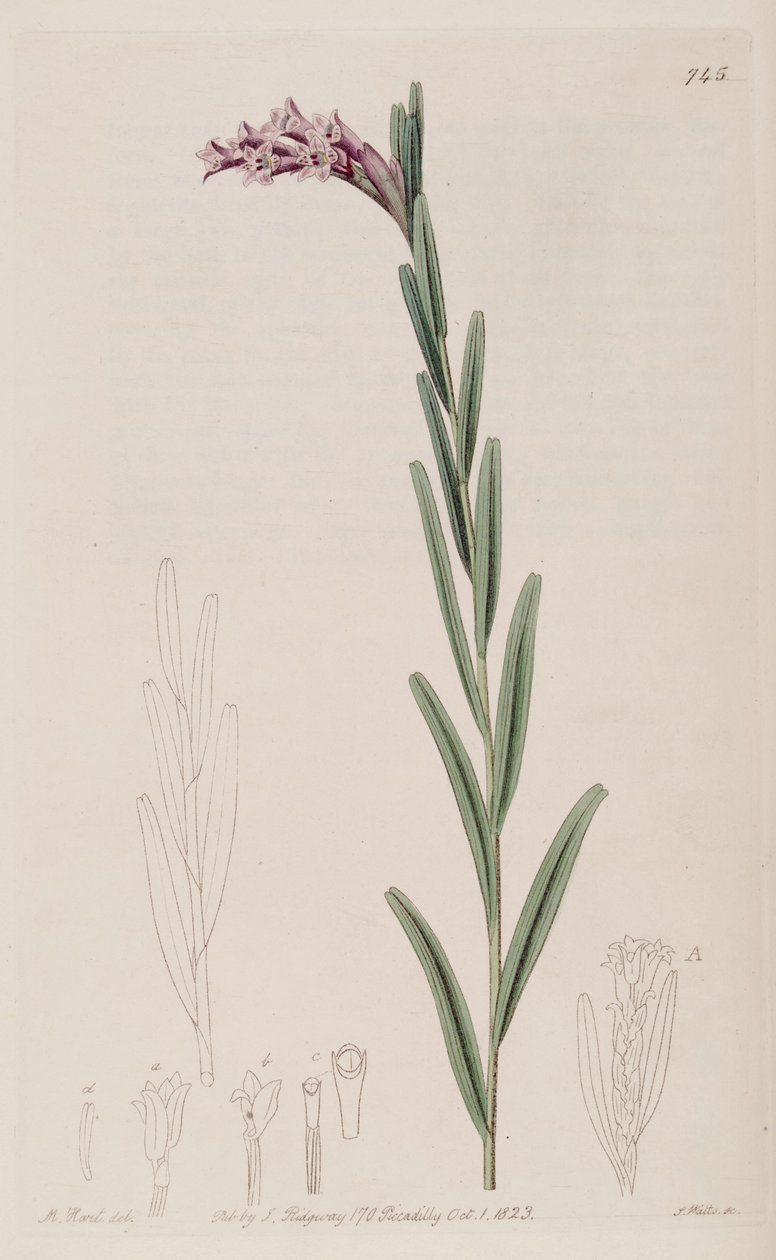 Illustration af Isochilus linearis af Jams  Watts