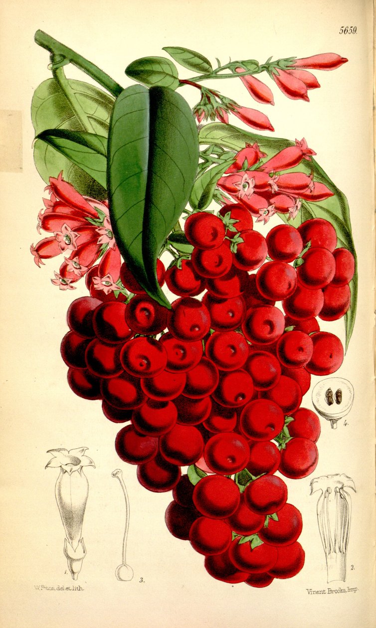 Cestrum elegans af J.D.Hooker