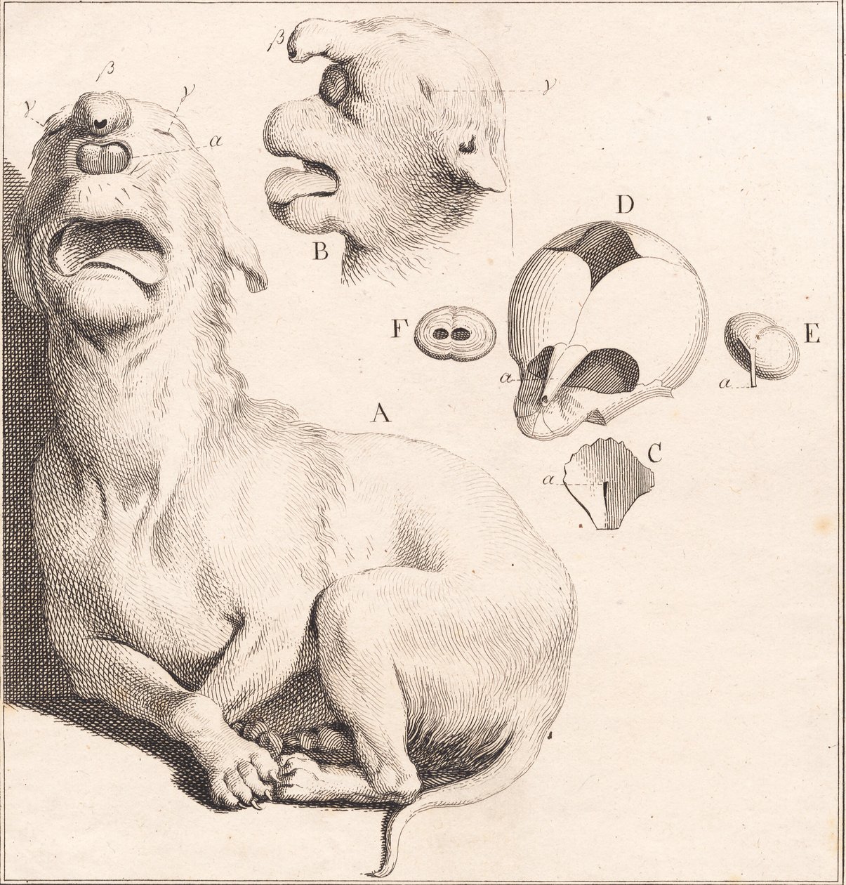 Et misfoster af en hundehvalp af J.F. Clemens