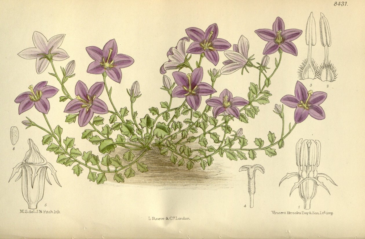Campanula_arvatica, Campanulaceae af J.N. Fitch