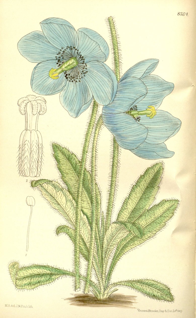 Meconopsis simplicifolia, Papaveraceae af J.N. Fitch