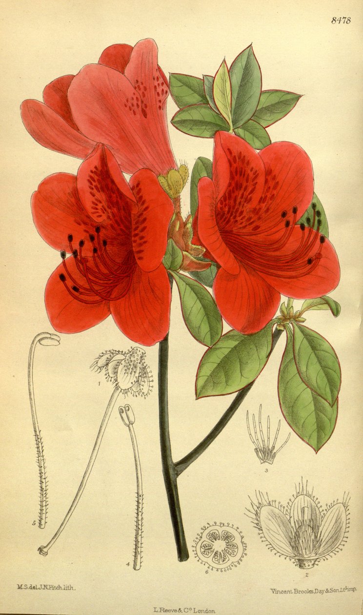 Rhododendron sublanceolatum (= Rhododendron scabrum), Ericaceae af J.N. Fitch