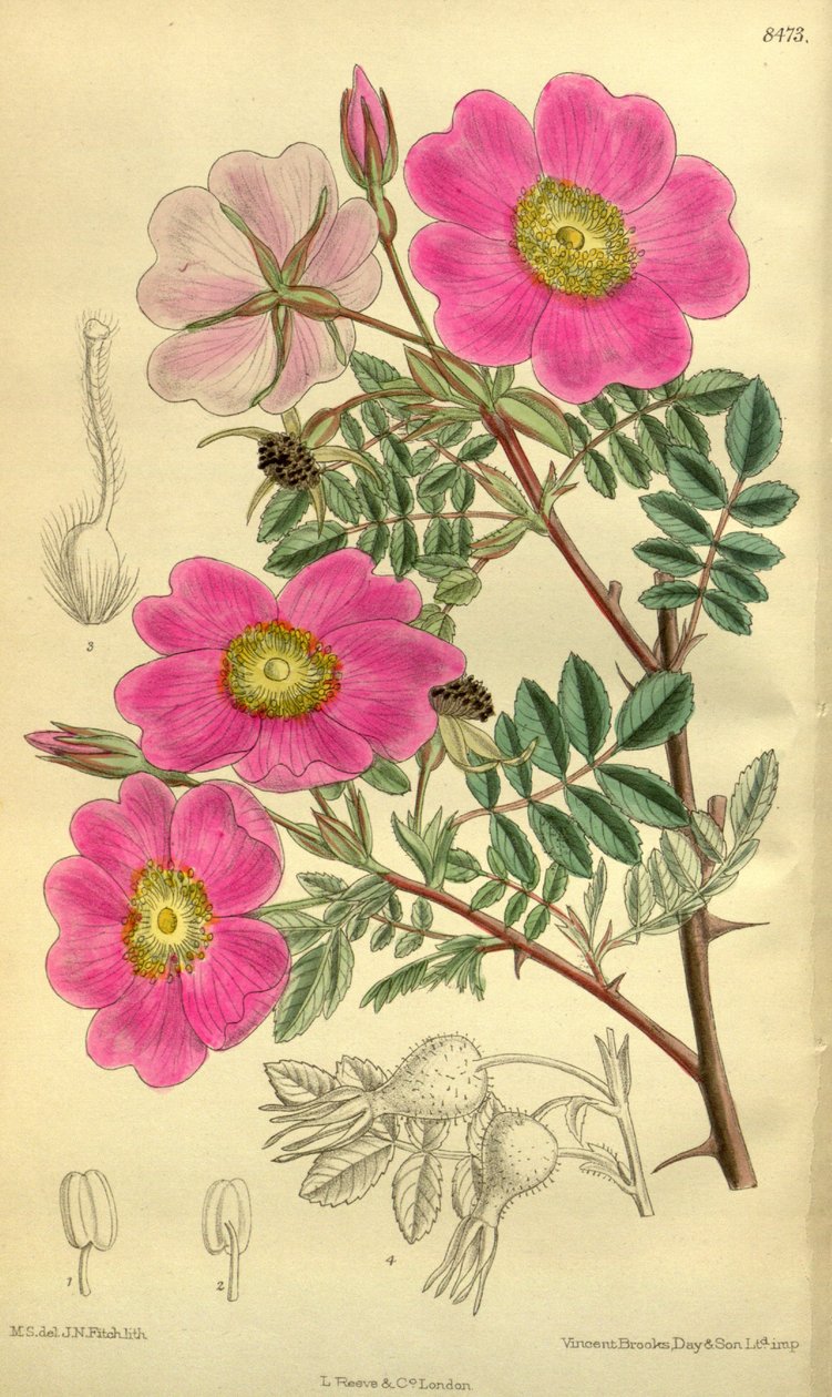 Rosa_sertata af J.N. Fitch