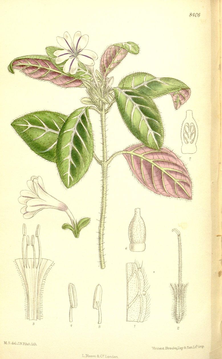 Acanthaceae af J.N. Fitch
