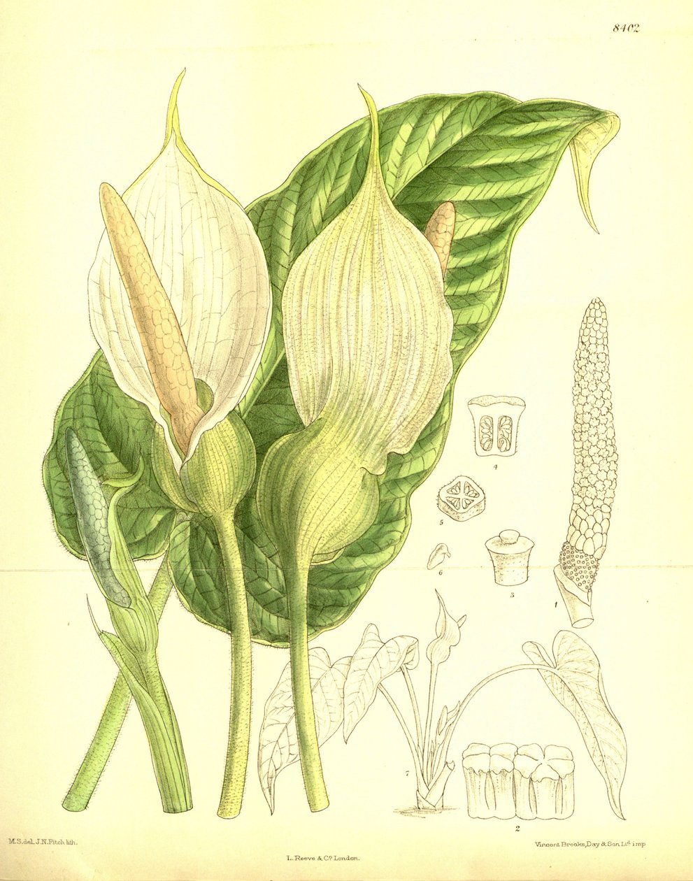 Caladium pubescens, Araceae af J.N. Fitch