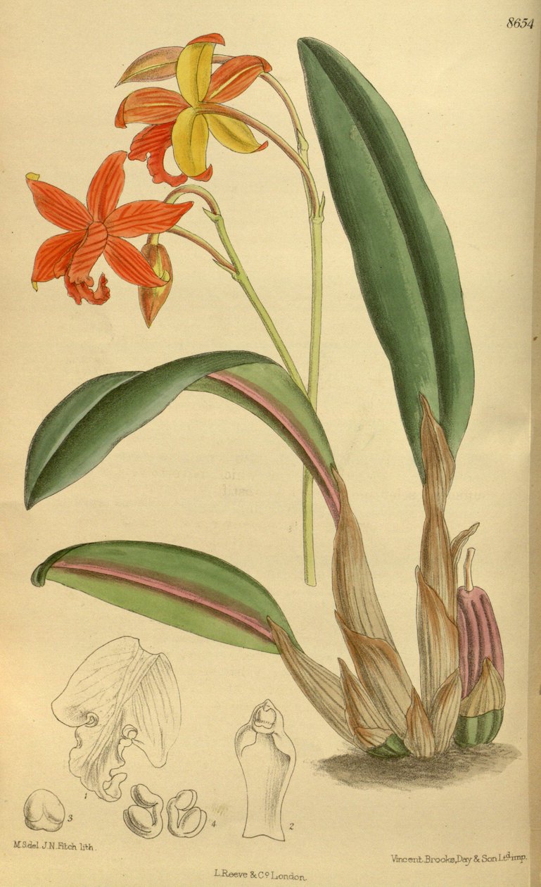 Sophrolaelia psyke, Orchidaceae af J.N. Fitch