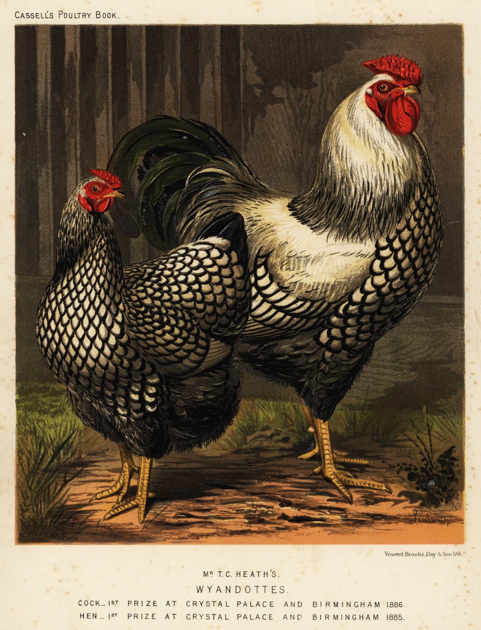 Amerikanske Wyandotte-kyllinger af J. W. (after) Ludlow