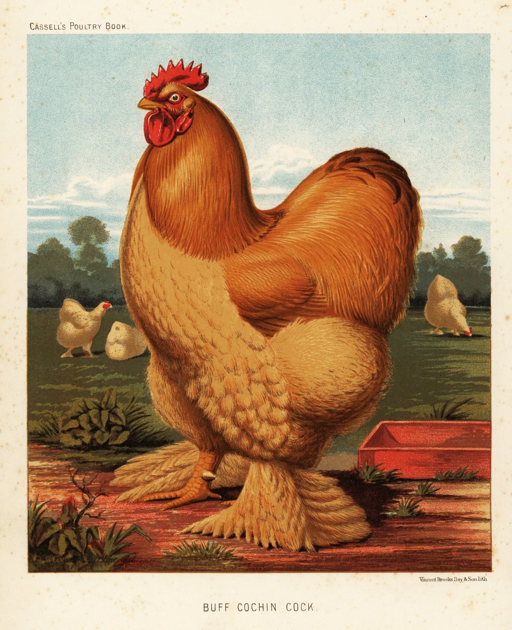 Buff cochin pik af J. W. (after) Ludlow