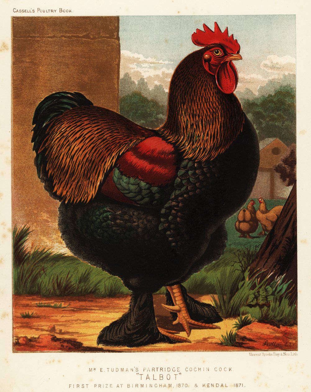 Agerhøne cochin hane af J. W. (after) Ludlow