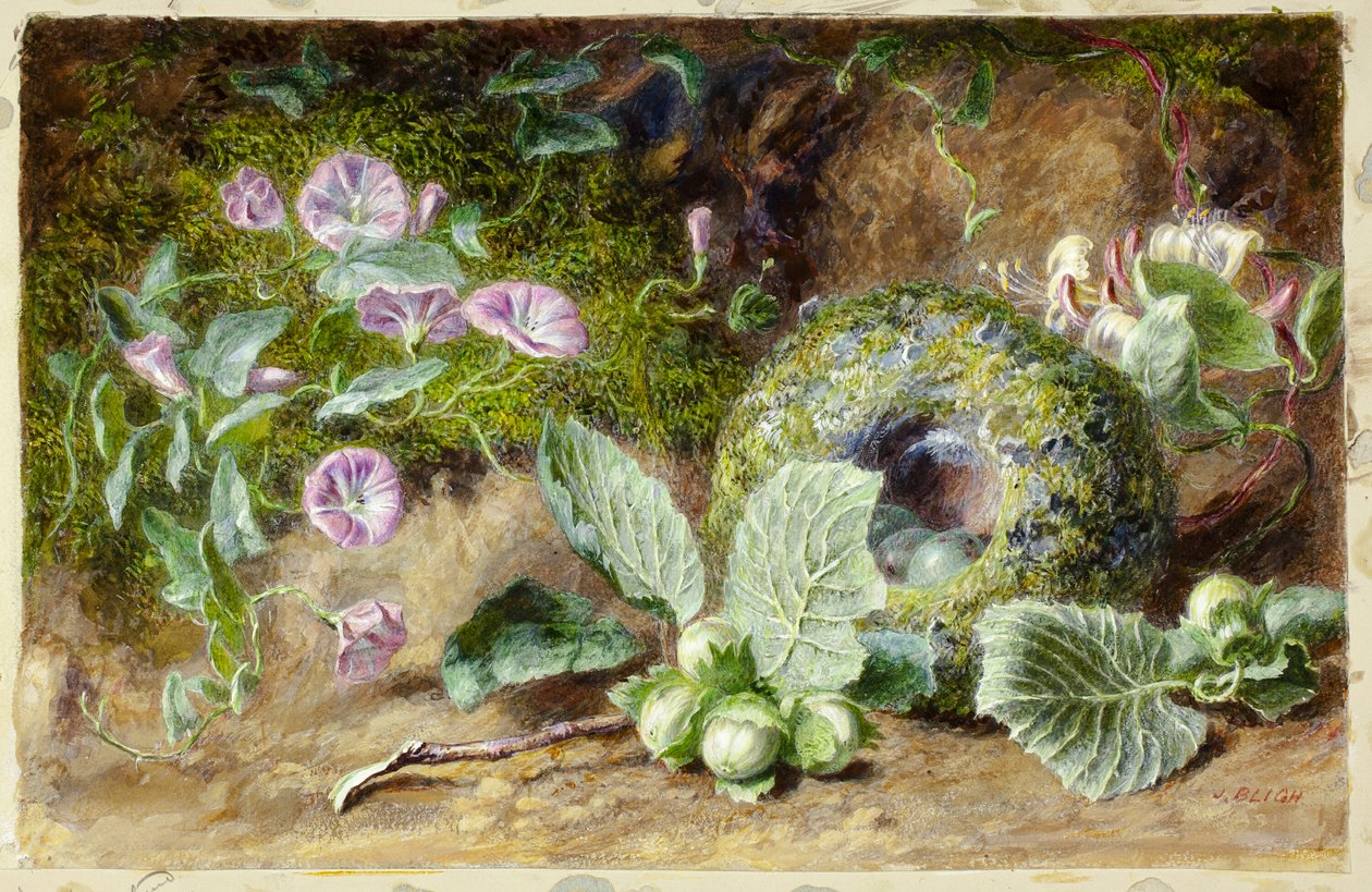 Convobuli og Nest af Jabez Bligh